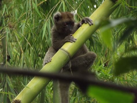 securing  future  lemurs  forests building  success