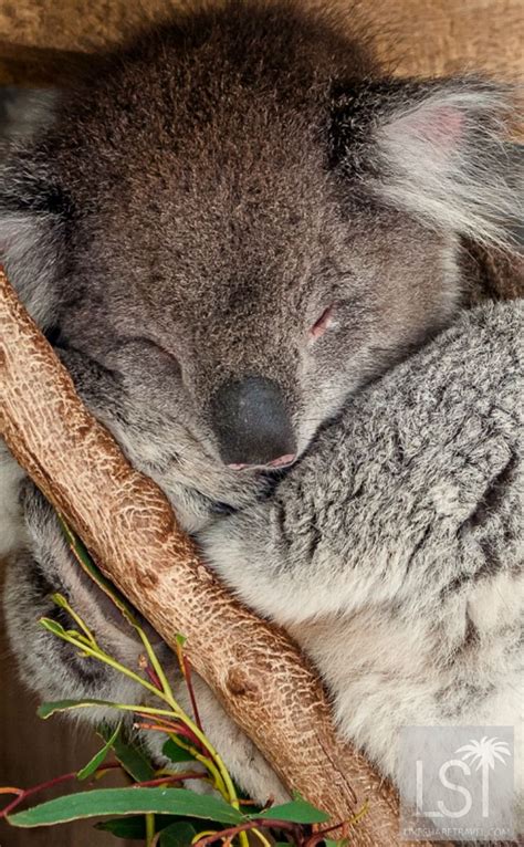 What Are Some Unique Animals In Australia