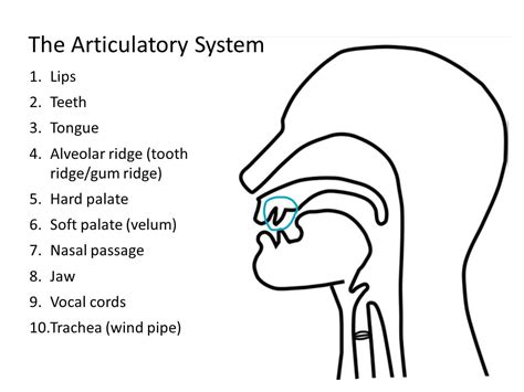 Introduction to the articulatory system | Baamboozle - Baamboozle | The ...