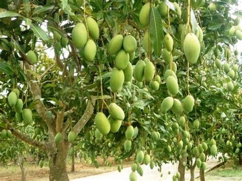 Cara Menanam Mangga Di Kebun Agar Cepat Berbuah Panduan And Cara Bertanam