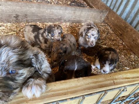 "Aussie Poo" Puppies For Sale | Salisbury, NC #436757