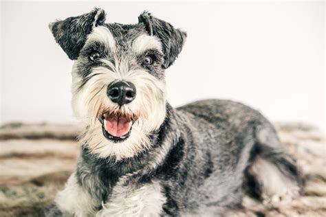 What Is a Jack Russell Terrier Schnauzer Mix Called? | Terrier Hub