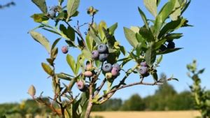 How To Plant Grow And Care For Duke Blueberries