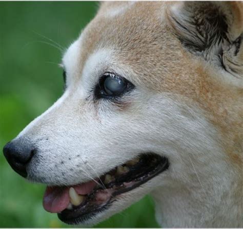 Causes of Sudden Blindness in Dogs - Dog Discoveries