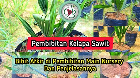 Pembibitan Kelapa Sawit Bibit Afkir Di Pembibitan Main Nursery Dan