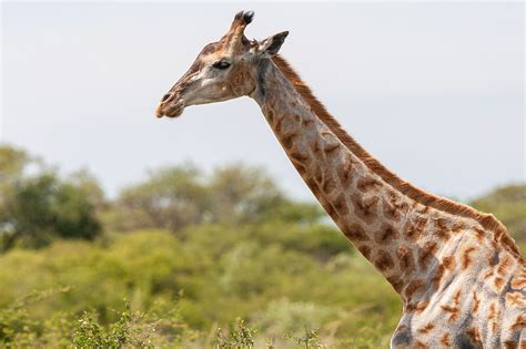 Koen Frantzen | Nature Photography - South African Giraffe (Giraffa ...