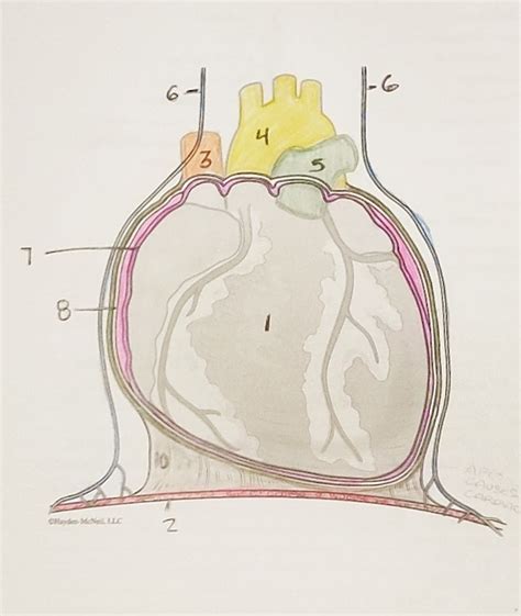 Pericardium Diagram | Quizlet