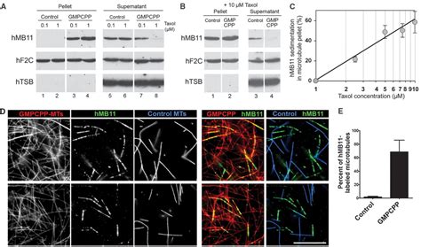 Detection Of GTP Tubulin Conformation In Vivo Reveals A Role For GTP