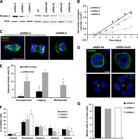 Regulation Of Aurora B Kinase By The Lipid Raft Protein Flotillin