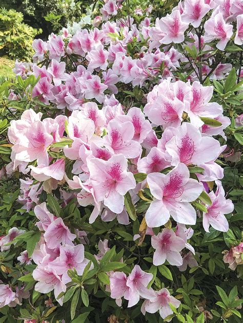 Welaka Azalea at Antonio Fore blog