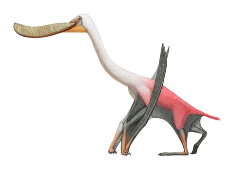 Pterodaustro - Pteros | Extinct animals, Prehistoric creatures, Animals