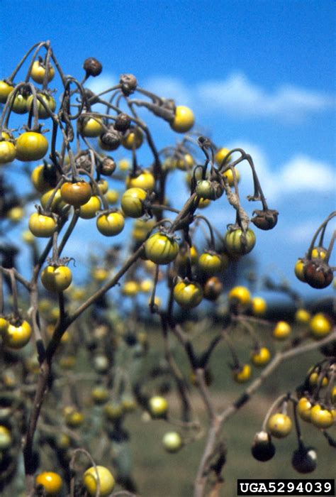 Silverleaf Nightshade Solanum Elaeagnifolium