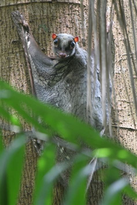 Singapore Wild Animals: Colugo