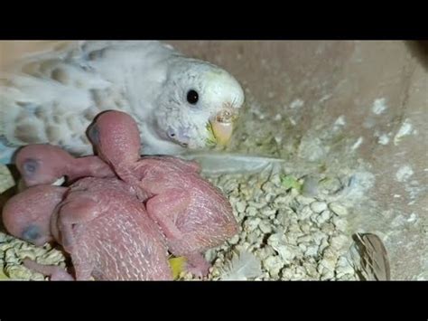 Budgies Breeding Update Chicks Egg Breeding Formula Vlog Birds