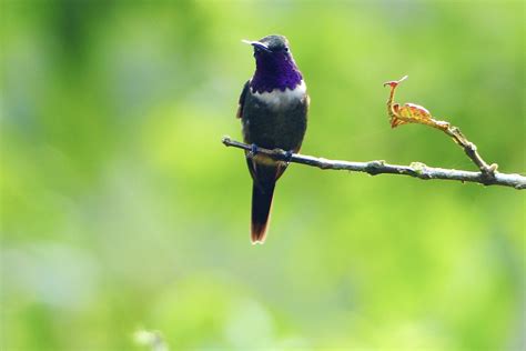 Purple Throated Woodstar Mindo Ecuador Cloud Forest Flickr