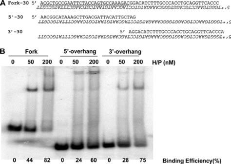 Helicase Primase Complex Binding To Forked And And Overhang