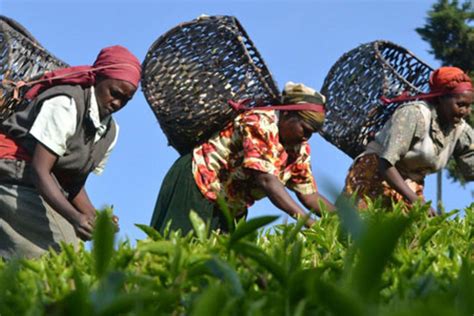 KTDA Pays Tea Farmers Sh5 5 Billion In Mini Bonus December Deliveries