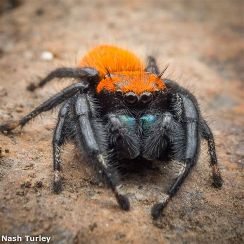 List 90 Pictures Black Spider With Orange Dot On Back Poisonous Updated