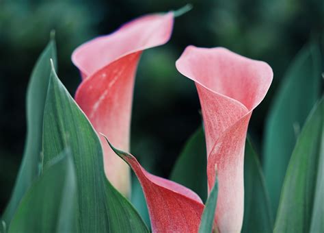 11 Different Types Of Colourful Calla Lilies (Not Just White!)