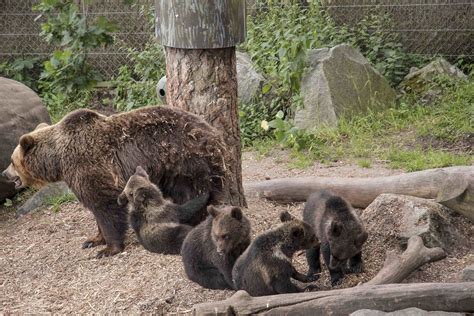 A must do in Stockholm : Skansen, an open air folk museum