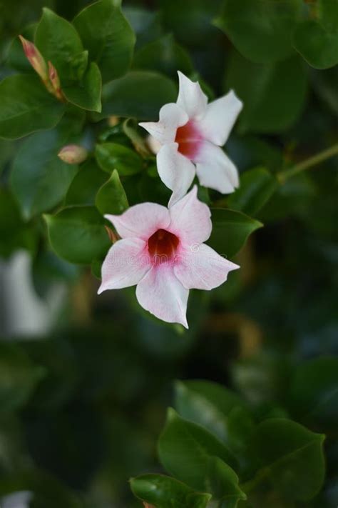 Dipladenia Mandevilla Stock Image Image Of Kubelpflanze