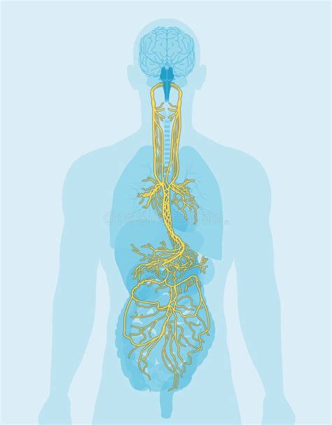 Vagus Nerve Labeled And Human Organs Medically Illustration Stock