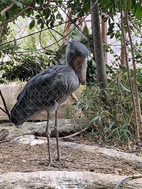 Shoebill stork next to human - whatmilo