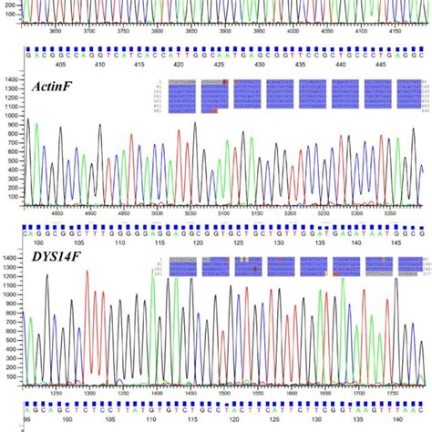 Electropherograms Of Gel Eluted Amplicons Of Multiplex Pcr Download Scientific Diagram