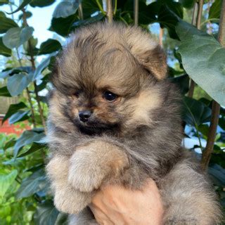 8 månader gammal Pomeranian säljs av Denice från Vetlanda Skaffa Hund