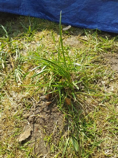 Is This Couch Grass — Bbc Gardeners World Magazine