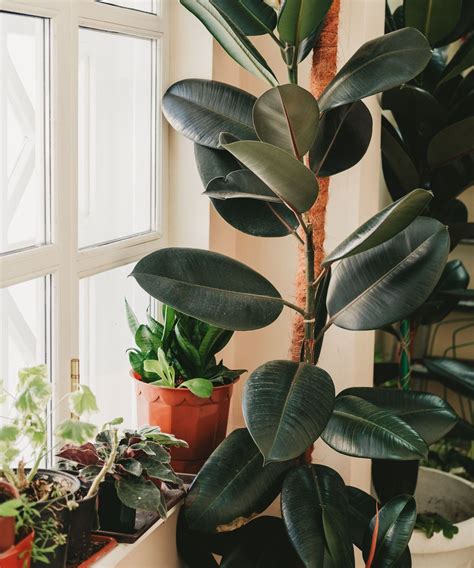 7 easiest indoor plants for living rooms — expert favorites | Real Homes