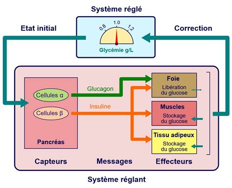 enthousiaste théâtre Tendre glucose et glycemie envoi Fait de Dépasser