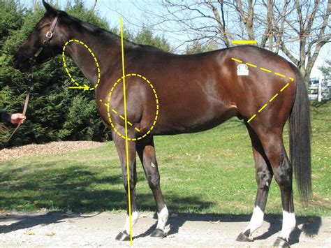 Horse Conformation Practice