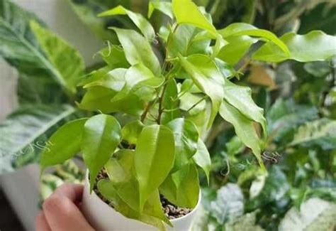 Фикус бенджамина Yellow Gold | Festima.Ru - Мониторинг объявлений