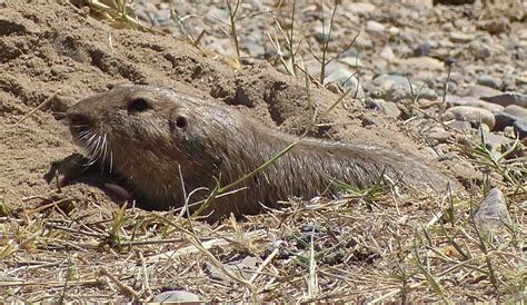 Gopher Id Mammal Watching