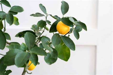 9 Fruit Trees That Can Grow And Thrive Indoors