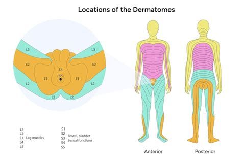 Ubicación De Los Dermatomas Masculinos Vector Premium