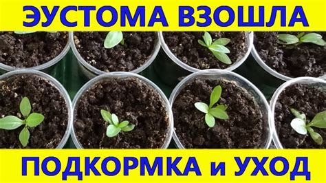 ЭУСТОМА. Подкормка и выращивание эустомы после появления всходов. - YouTube