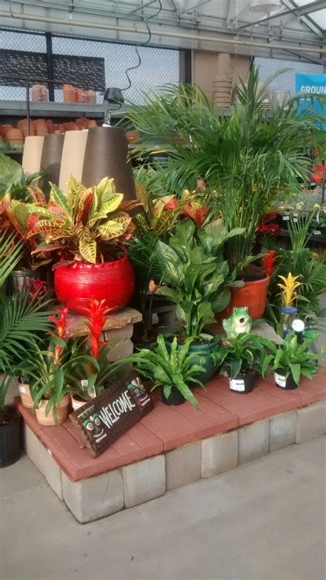 House Plants | Garden center displays, Retail display, Backyard landscaping designs