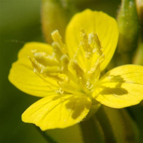 Oenothera Perennis Small Sundrops Close Up Image Of Oenoth Flickr