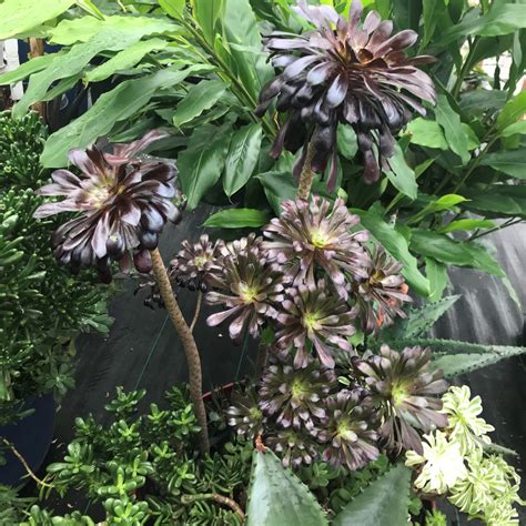 Aeonium Arboreum Schwarzkopf
