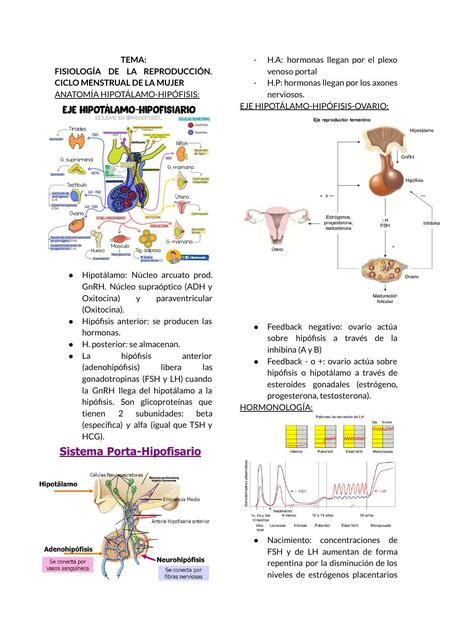 Fisiolog A De La Reproducci N Anais Z Udocz