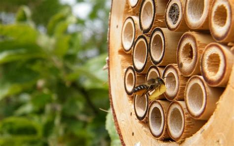 Do Bee Hotels really work? - MyBeeLine | Bee hotel, Mason bees, Bee supplies