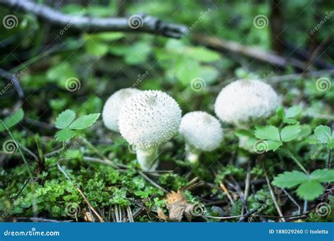 Hongos Que Crecen En Los Bosques Silvestres Hongos Comestibles De