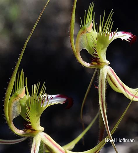 Caladenia Longifimbriata Western Australian Native Orchid Study And