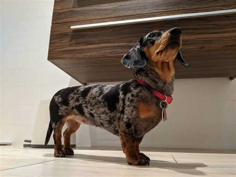 The Mega Breed Qanda From Dachshund Owners