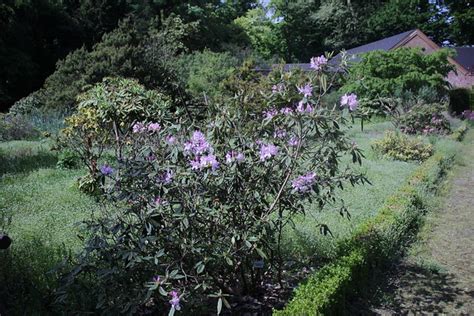 Rhododendron Smirnowii Trautv Bg Meise Ruud De Block Flickr