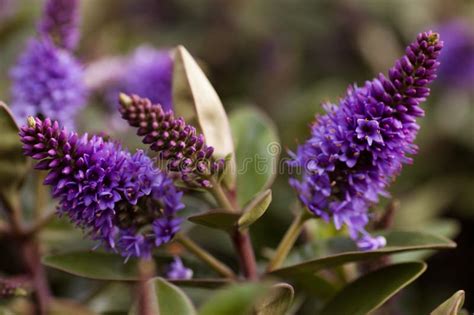 Purple Hebe Addenda Flowers Commonly Known As Shrubby Veronica S Stock