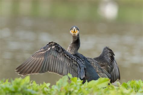 Corvo Marinho De Faces Brancas Cormorant Phalacrocorax Flickr