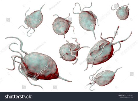 Trichomonas Vaginalis Protozoa Isolated On White Stock Illustration 1153567687